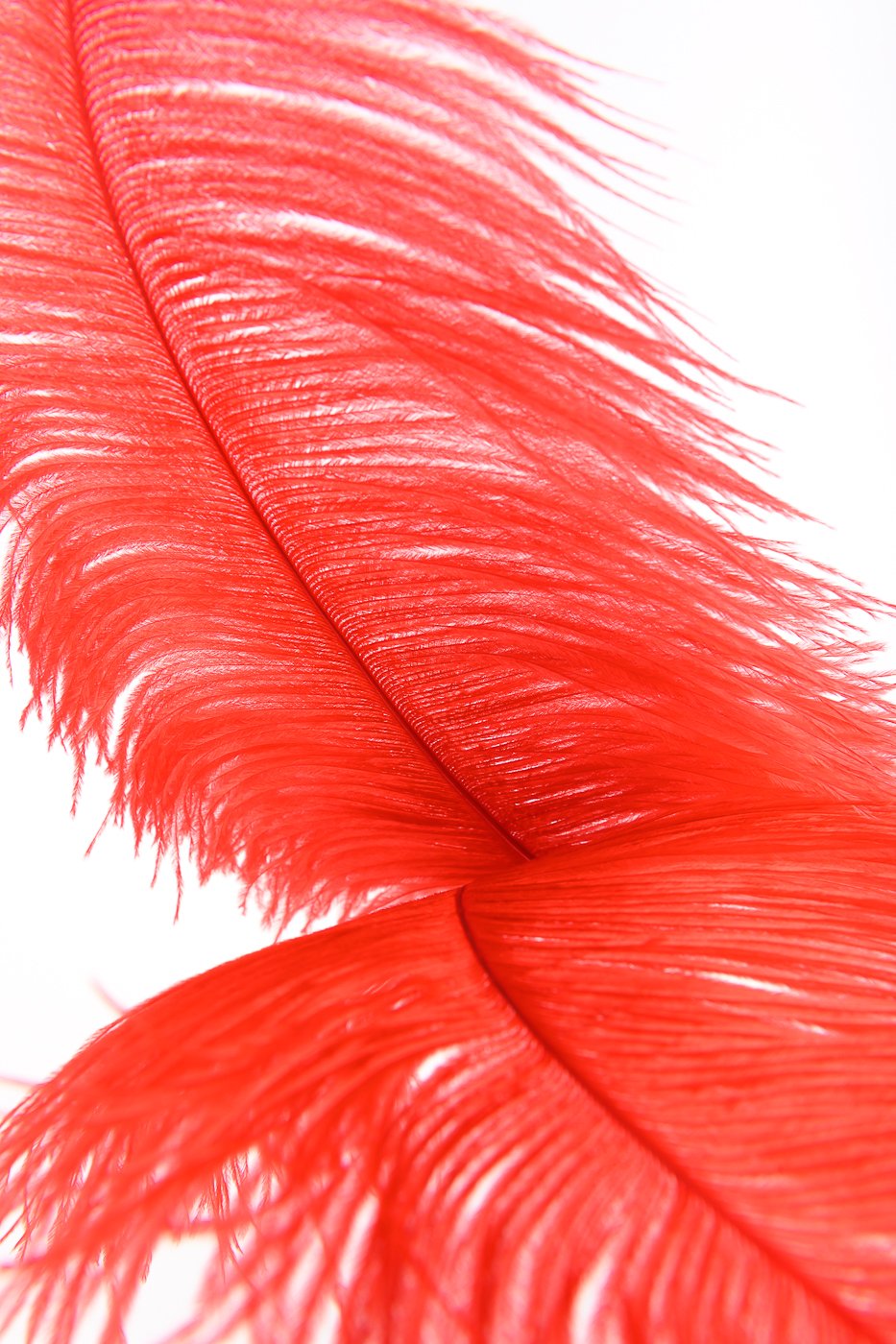 fr-ulein-kink-roja-teaser-federkitzler-rot-strau-mit-griff image 3